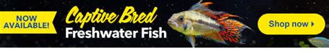 Live Fish: Buy Live Fish Online with the Arrive Alive, Stay Alive .